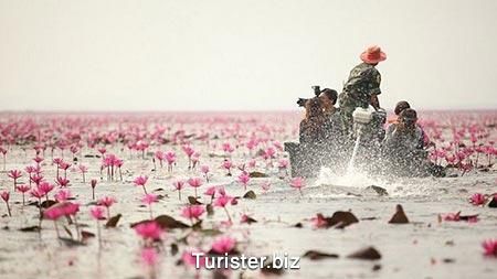 توریست ها در دریای گلهای صورتی در تایلند