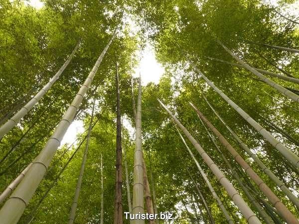 جنگل بامبو ژاپن