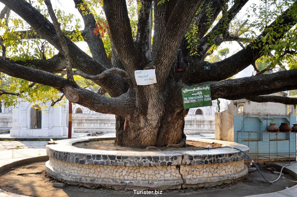 درخت قدیمی Starflower در معبد Kuthodaw 